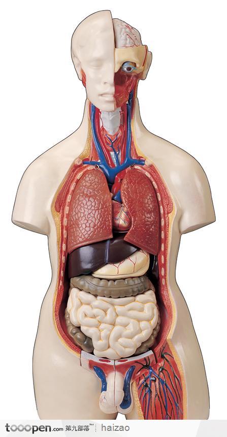 人体结构图