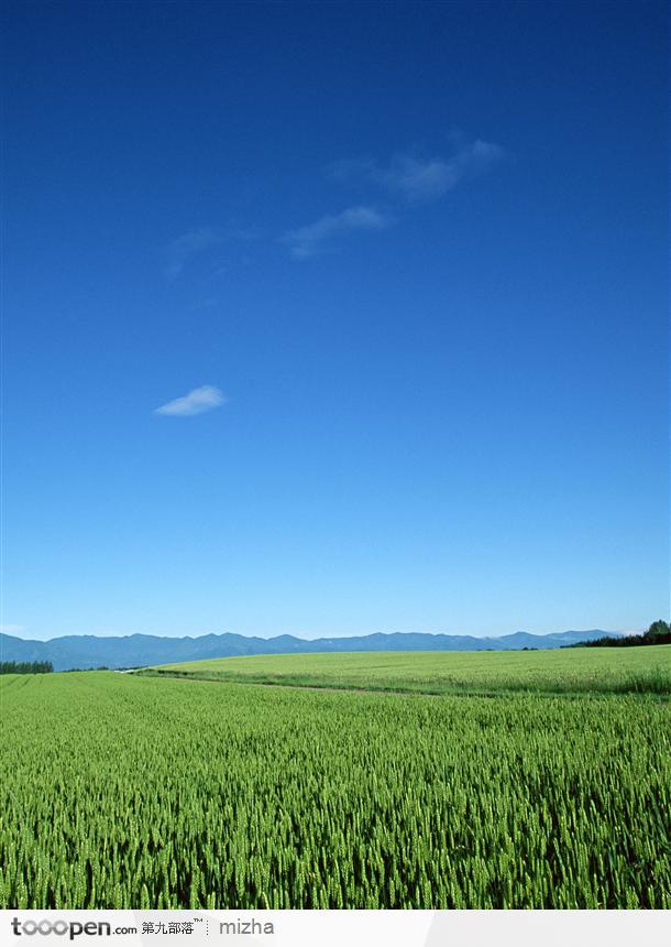 蓝天下的麦田