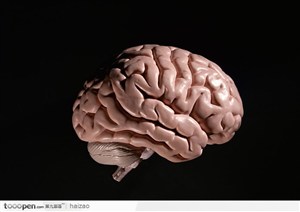 大脑结构模型