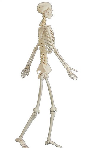人体骨骼结构模型