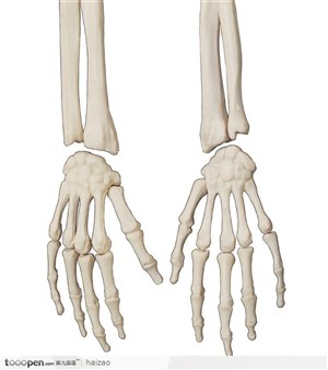 骨骼手