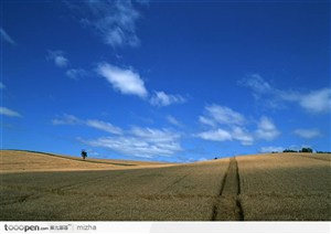 蓝天下的麦田