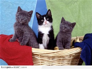 宠物猫（三只猫在篮子里）