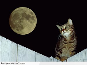 宠物猫（望月）