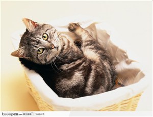 宠物猫（在篮子里）