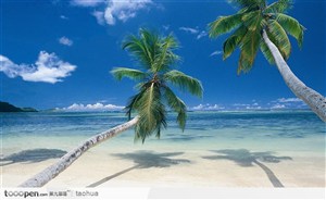 海岸边斜着的椰子树