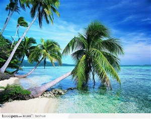 海岸边斜着的椰子树