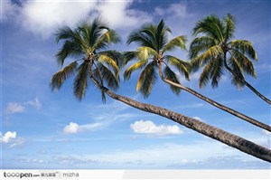 斜着生长的椰子树