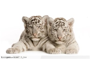 正面爬着的两只白老虎