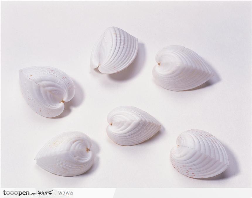 蚌壳（五只白色）
