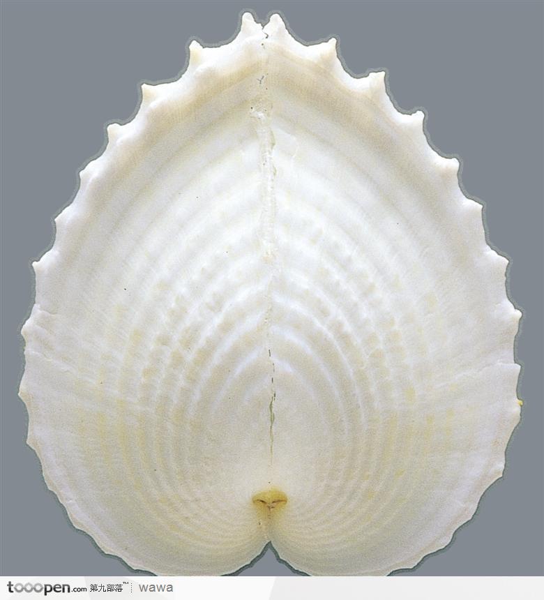 蚌壳（白色波纹型）