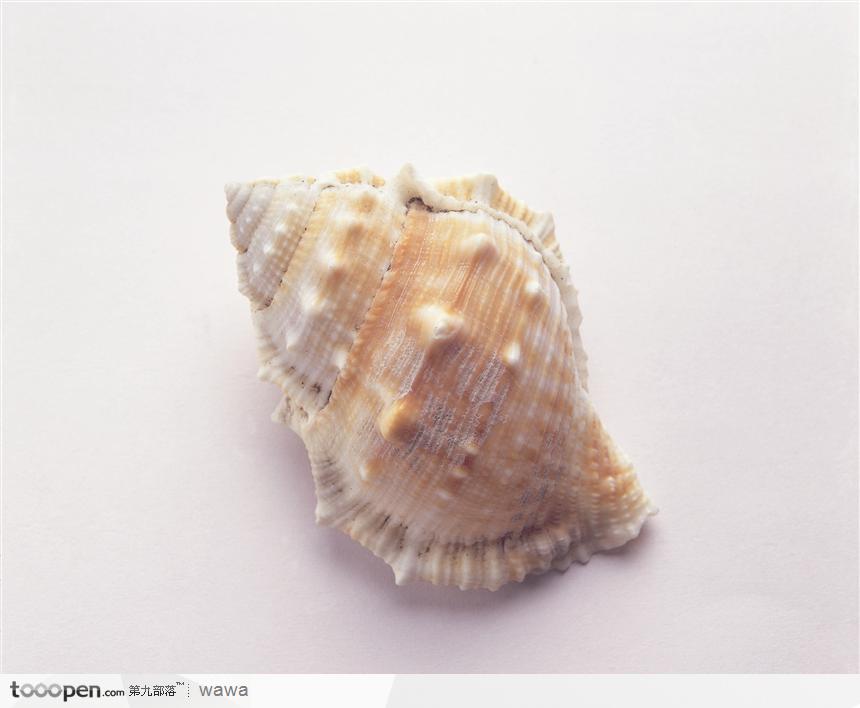 螺旋纹贝壳（带刺）