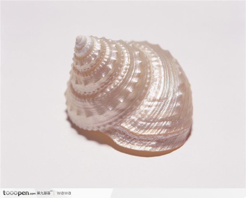 螺旋纹贝壳（银白色）