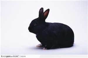 一只黑兔子