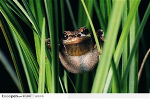 草丛中的黄蛙