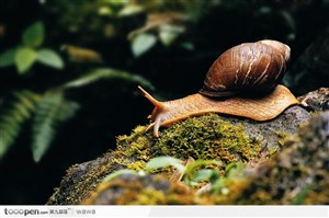 岩石上的一只蜗牛
