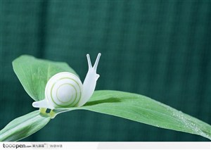叶片上的白蜗牛