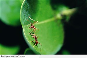 一只蚂蚁在叶片上