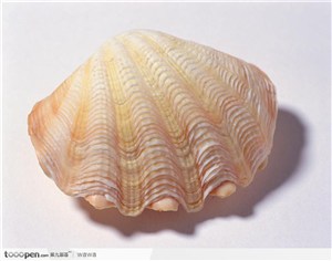 蚌壳（扇形）