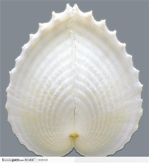 蚌壳（白色波纹型）