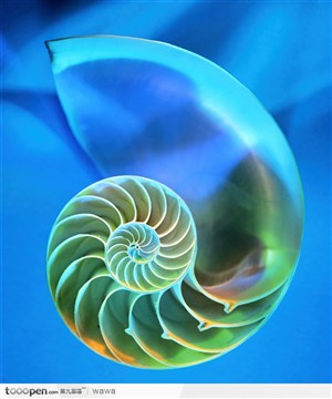螺旋纹贝壳（夜光）图片素材