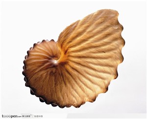 螺旋纹贝壳（黄色）