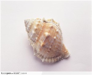 螺旋纹贝壳（带刺）