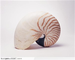 螺旋纹贝壳（立着）
