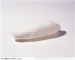 螺旋纹贝壳（白色长形）
