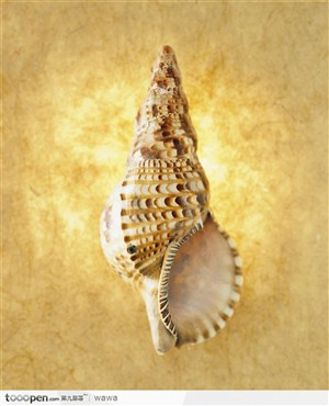 螺旋纹贝壳（倒立）
