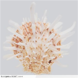 螺旋纹贝壳（花状）
