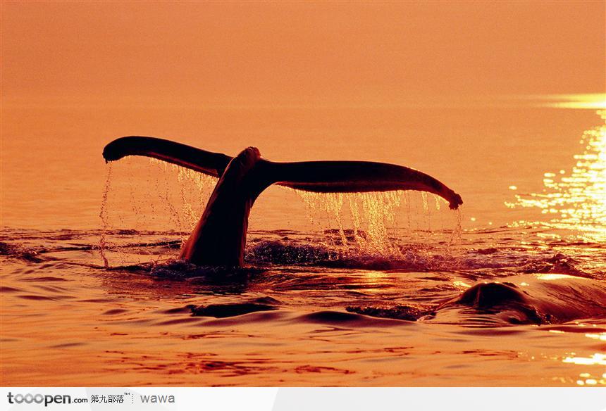 夕阳下露出水面的鲸鱼尾巴