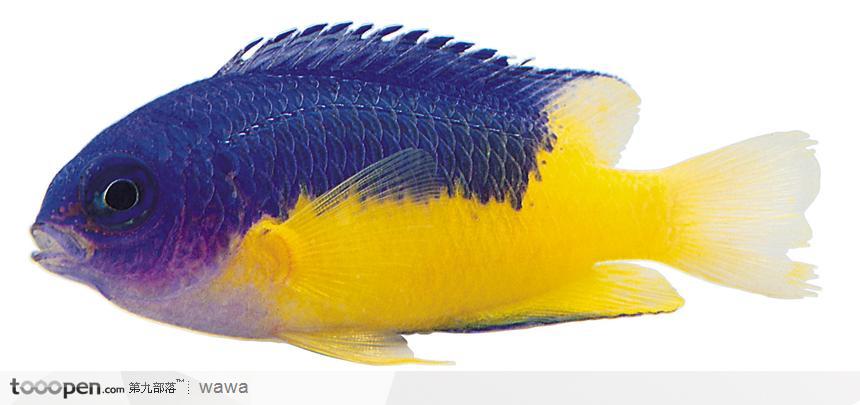 热带鱼标本