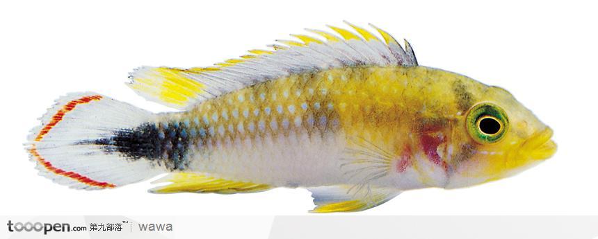 条状热带鱼标本