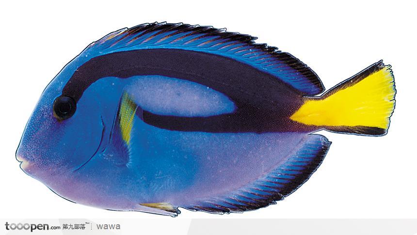 蓝彩色热带鱼标本