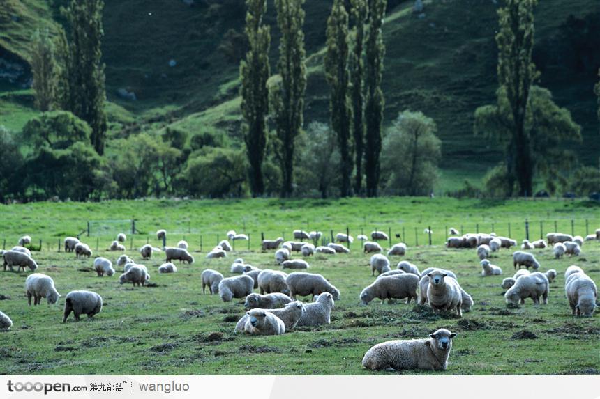 草地上零散的羊
