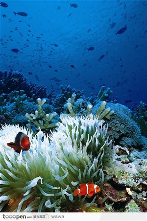 绚丽的海底世界