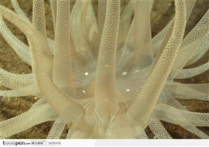 珊瑚（吸盘状）