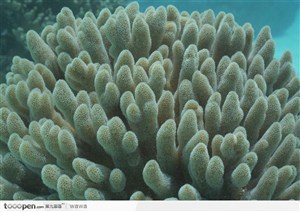 珊瑚（散盘状）