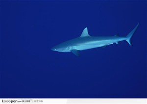 深海中的巨鲨