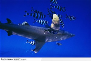 贝小鱼簇拥的鲨鱼
