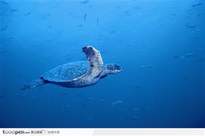 海中游泳的海龟图片