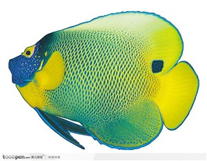 热带鱼标本（彩色鱼）
