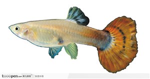 大尾叶热带鱼标本