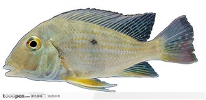 热带鱼标本