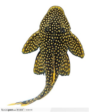 马尾热带鱼标本