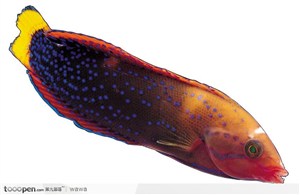 扁长热带鱼标本
