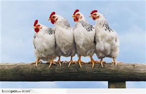 四只母鸡在杆子上