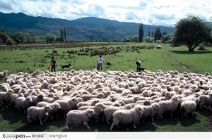 草地上一群绵羊