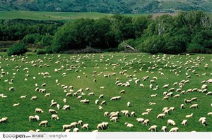 草地上无数只羊